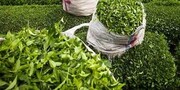رشد ۲۷.۷ درصدی قیمت  برگ سبز چای