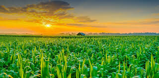 تولید محصولات کشاورزی به ۱۲۵ میلیون تن رسید