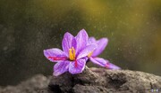 گشایش یک انبار جدید زعفران در بورس کالا