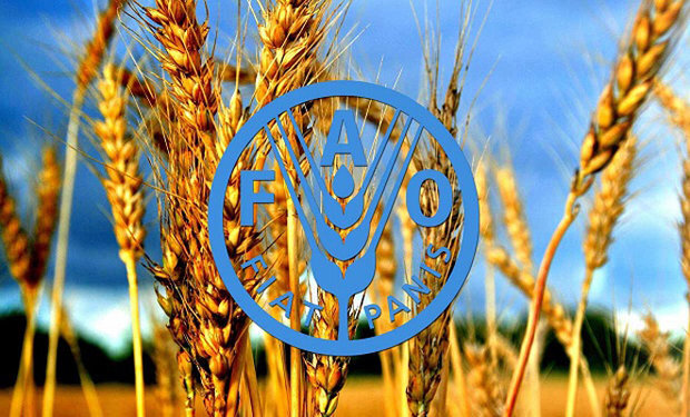 قیمت غذای جهانی رکورد زد 