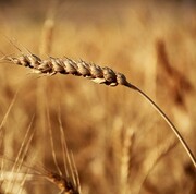 بهبود جایگاه ایران در بازارهای جهانی با خود کفایی در تولید گندم نان