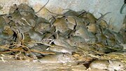 موش‌ها استرالیا را خوردند! + عکس‌ها