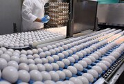 ضرر مرغداران در فروش هر کیلو تخم مرغ
