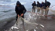   صید ماهیان استخوانی در دریای خزر چقدر است؟
