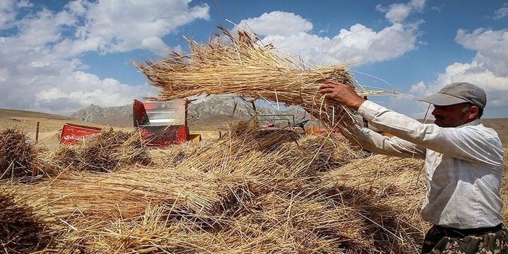  اغلب سموم کشاورزی بدون نسخه نویسی مصرف می‌شود