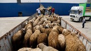ارزش گوسفند صادراتی اعلام نشده است