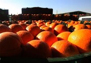 میوه زیر قیمت بازار توزیع می‌شود