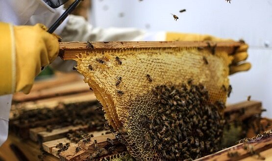 کاهش ۴۰ درصدی جمعیت زنبورهای عسل در کشور