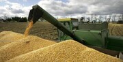 آیا واردات گندم آلوده به سرب از روسیه صحت دارد؟