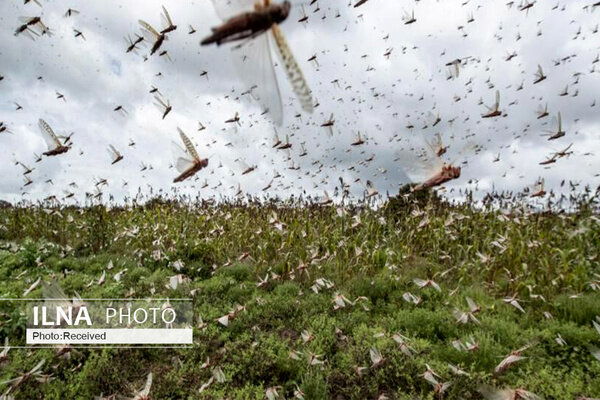 آغاز هجوم ملخ‌های صحرایی به کشور از اواخر اسفندماه