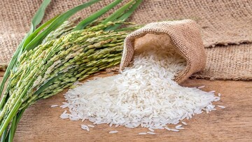 کاهش قیمت برنج ادامه دارد 
