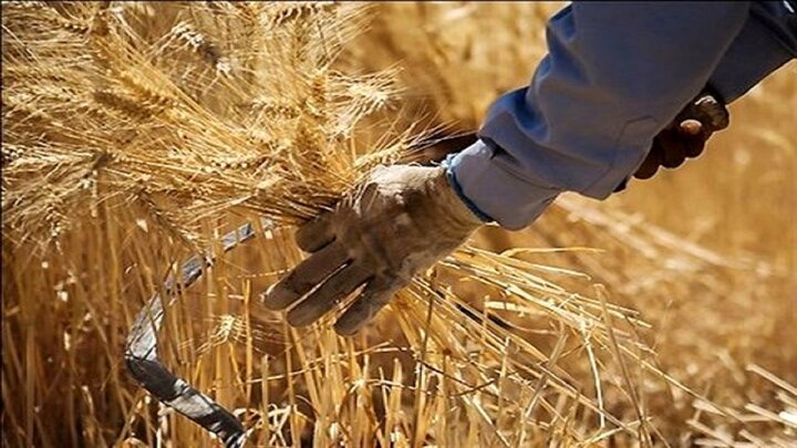 دولت چقدر گندم از کشاورزان خرید؟