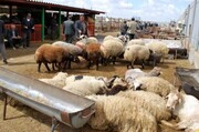 گوشت قربانی حاجیان ایرانی کجا می رود؟ 