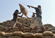 پیش بینی قیمت برنج در آستانه عید