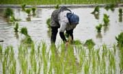 ابلاغ مصوبه اصلاح قانون خرید تضمینی برنج داخلی