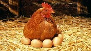 قیمت روز انواع مرغ و تخم‌مرغ (‌۱۴۰۰/۱۲/۲۳)