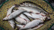 افزایش قیمت ماهی در میادین