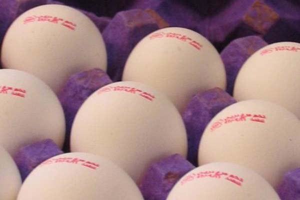 گرانی تخم مرغ ناشی از چیست؟