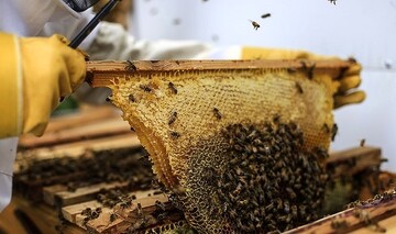 دلیل کاهش سرانه مصرف عسل چیست؟