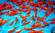 ماهی قرمز را چگونه در طبیعت رها کنیم؟