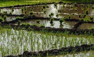 سالانه ۳ میلیون تن برنج مورد نیاز کشور است

