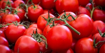 کاهش عوارض صادراتی گوجه‌فرنگی از ۳۰ درصد به ۱۰ درصد ابلاغ شد