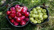 تفاوت در کیفیت، عامل عرضه میوه با قیمت های مختلف