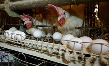 تخم مرغ‌ها روی دست مرغداران ماند