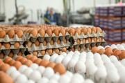 قیمت هر شانه تخم مرغ چقدر کاهش یافت؟