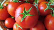 قیمت گوجه فرنگی در میدان مرکزی به کمتر از ۱۰ هزار تومان رسید