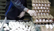 هر تخم مرغ  چقدر پروتئین دارد؟