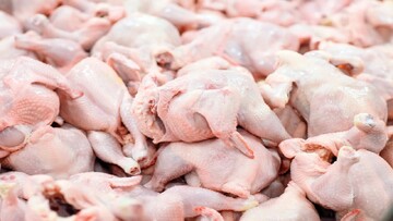  تولید ماهانه مرغ به بیش از ۲۲۰ هزار تن رسید