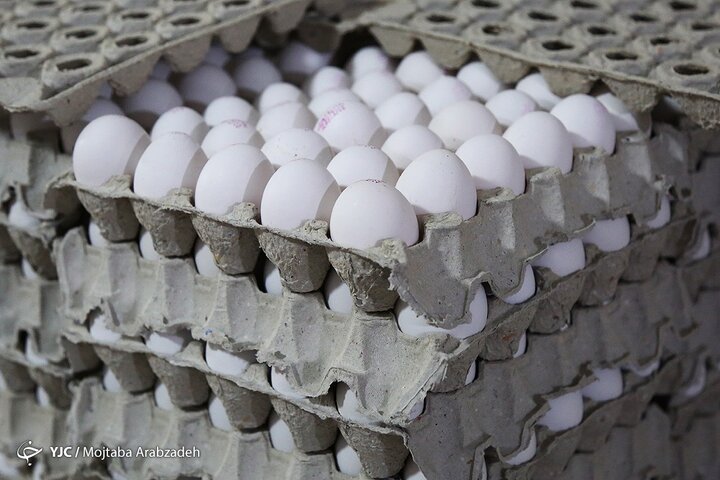 مازاد روزانه ۳۰۰ تن تخم مرغ در کشور