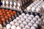 تخم مرغ گران به بازار آمد