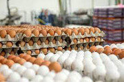 قیمت مرغ و تخم مرغ پایان سال ۱۴۰۱ رشد نمی کند!