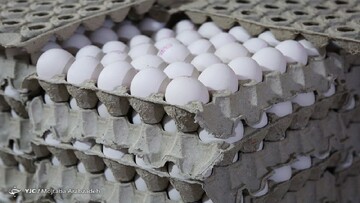 صادرات تخم مرغ با سقف مشخص آزاد شد