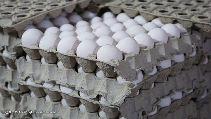 صادرات تخم مرغ با سقف مشخص آزاد شد