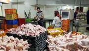 کاهش مصرف، قیمت مرغ را ارزان کرد