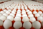 اصلاح قیمت تخم مرغ به نفع تولیدکننده