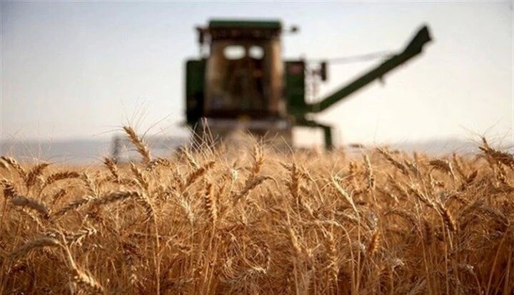 ایران در روسیه گندم تولید می‌کند  