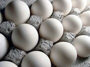 اختلاف ۱۱ هزار تومانی قیمت هر شانه تخم مرغ با نرخ مصوب