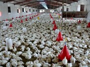 حذف تعرفه‌های صادراتی مرغ و تخم‌مرغ
