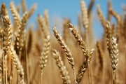 تولید گندم به بالای ۱۳ میلیون تن می‌رسد