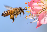 هشدار وزش باد و گرمای هوا به زنبورداران و کشاورزان