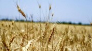 خرید تضمینی ۴.۵ میلیون تن گندم از کشاورزان