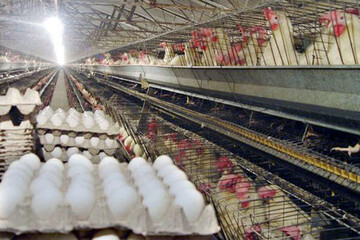تعرفه صادراتی تخم‌مرغ حذف شده؟