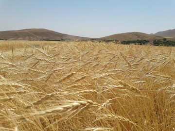 تولید گندم به ۹ میلیون تن خواهد رسید