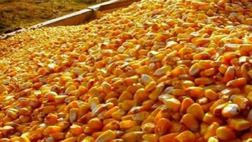 هشدار به وزیر جهاد کشاورزی درباره تخلف احتمالی در واردات ذرت