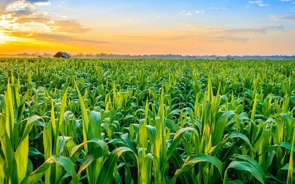 بازگشت امید موقت به بازار محصولات کشاورزی 