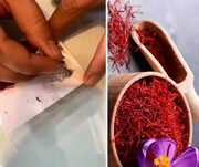 اطلاعیه‌ بورس کالا درباره خرید زعفران